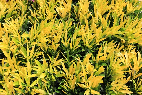 Sárga virágok mezeje — Stock Fotó
