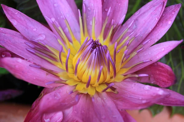 Schöne lila Seerose (Lotus)) — Stockfoto