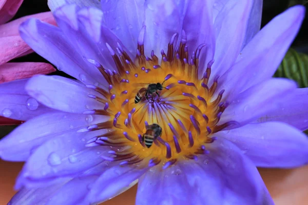 Stock image Beautiful blue water lily (lotus) and Insect