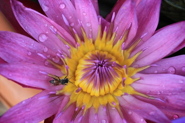 Schöne lila Seerose (Lotus) und Insekt — Stockfoto