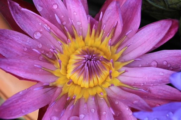 Stock image Beautiful purple water lily (lotus)