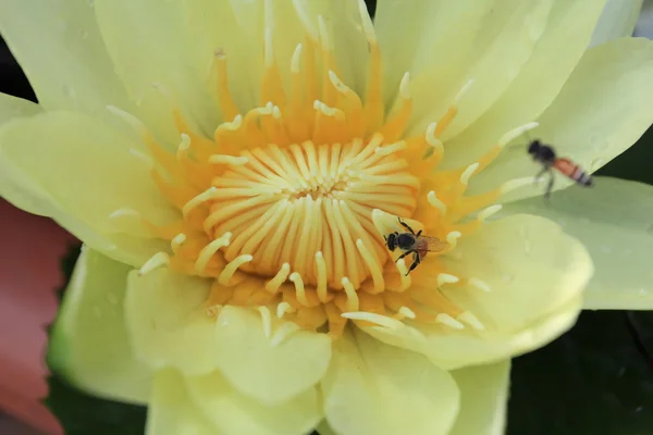 Sarı nilüfer (Lotus) — Stok fotoğraf