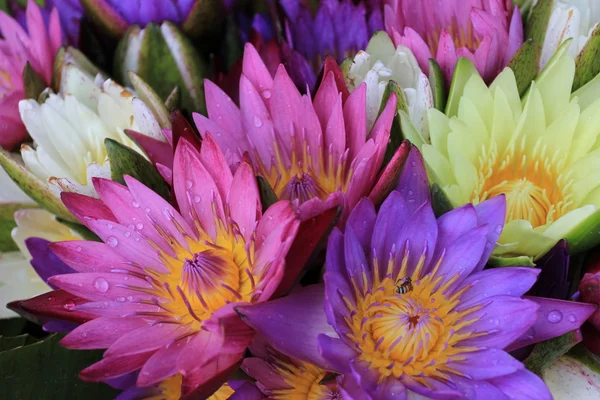 stock image Water lilies colorful