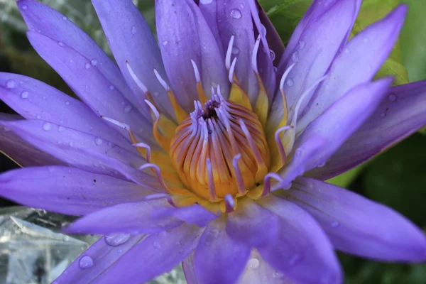 Schöne blaue Seerose (Lotus)) — Stockfoto