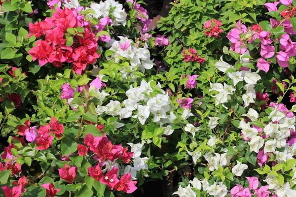 stock image Bougainvillaea