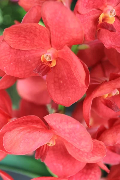 Rode orchidee — Stockfoto