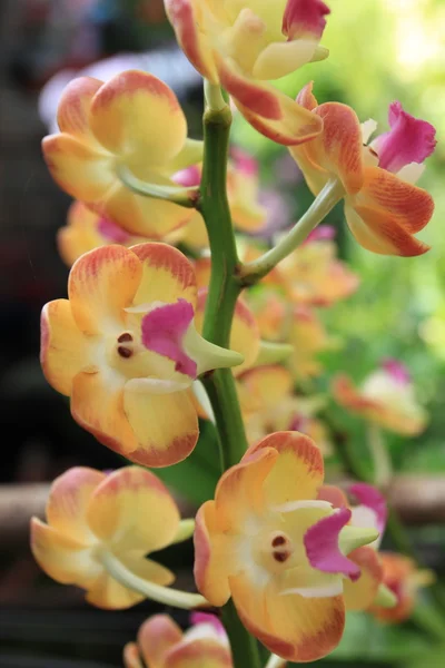 Gele orchideeën. — Stockfoto
