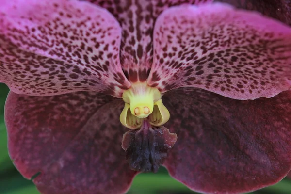 Mörk violett orchid — Stockfoto