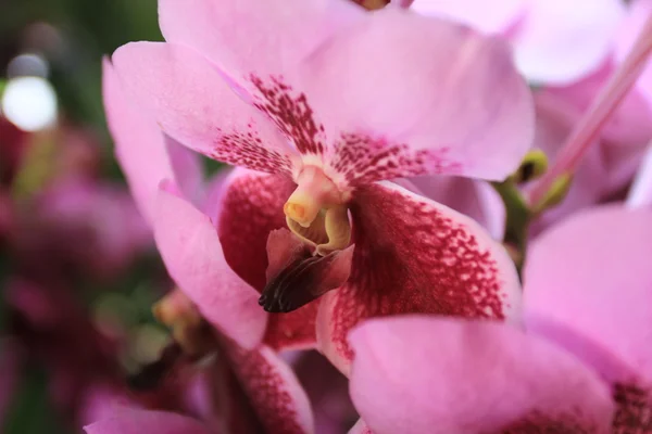 Pink orchid flower — Stock Photo, Image