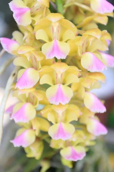 Orchidées . — Photo