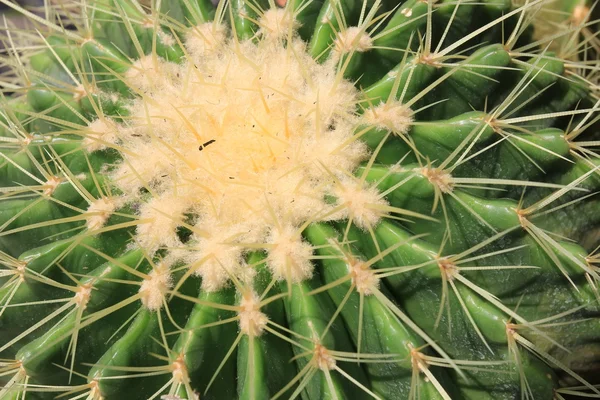 Cactus de cerca — Foto de Stock