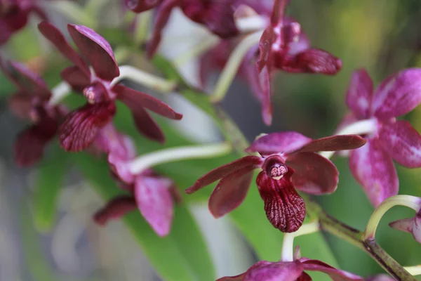 Mörk violett orchid — Stockfoto