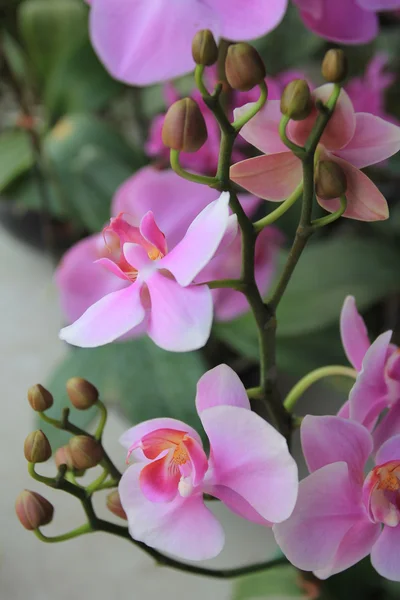 Roze orchid Rechtenvrije Stockfoto's