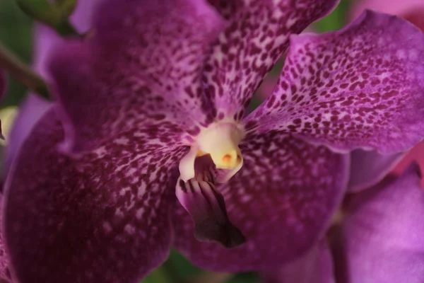 Donkere paarse orchid Stockfoto