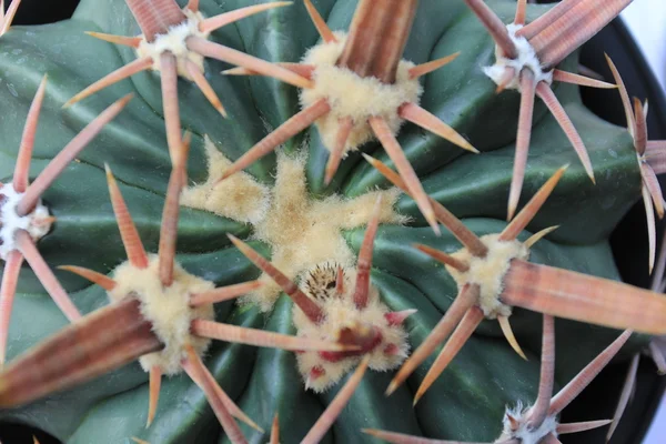 Cactus de cerca — Foto de Stock