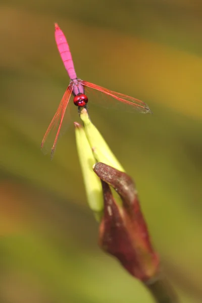 Dragonflies and flowers are rare in Thailand. — Stock Photo, Image