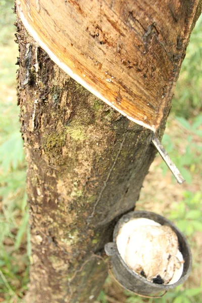 stock image Tapping rubber trees.