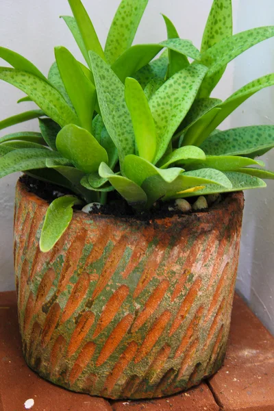 Stock image Trees in pots.