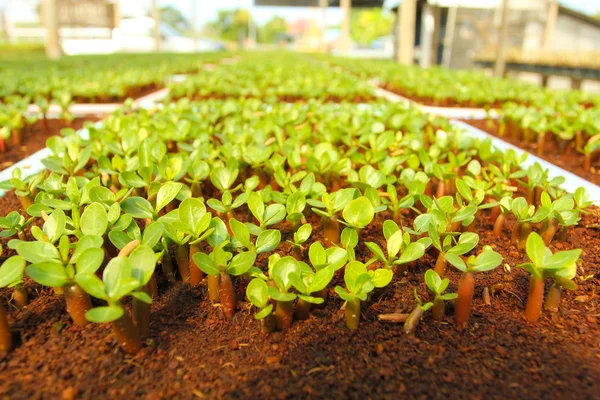 Seedlings — Stock Photo, Image