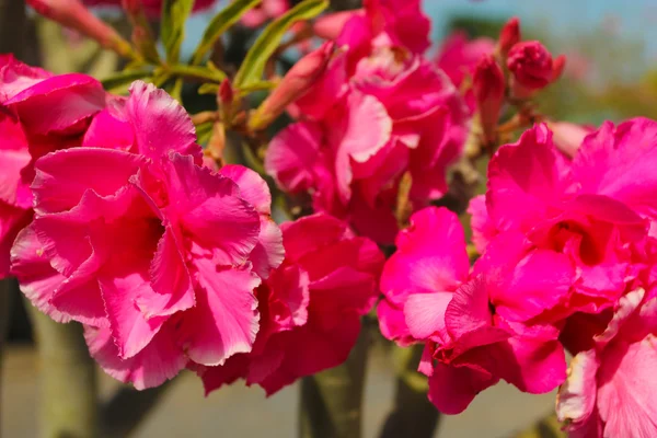 Fuchsia pink flowers. — Stock Photo, Image