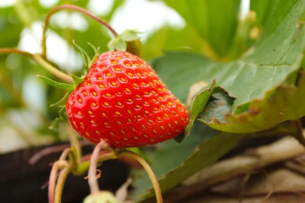 Strawberry growing on a tree — Stock Photo, Image