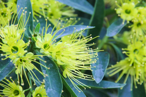 stock image Pollen yellow flower