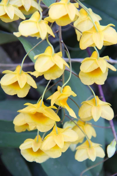 Gul orkidéer — Stockfoto
