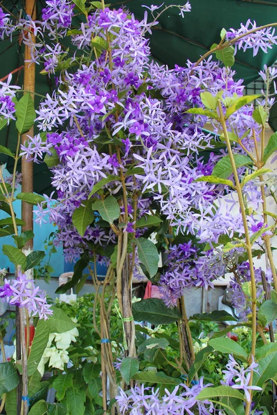 Bunga ungu — Stok Foto