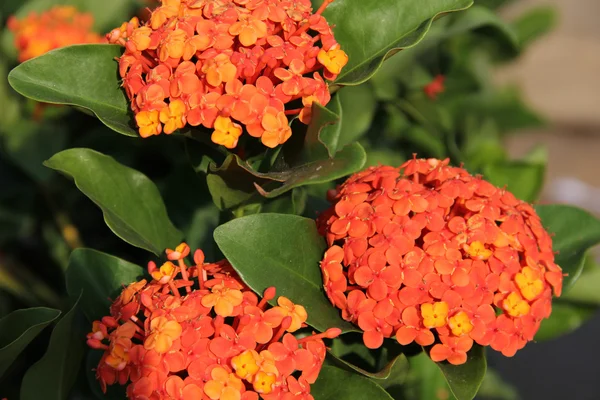 Orange flowers that stand in the fair criticism. — Stock Photo, Image