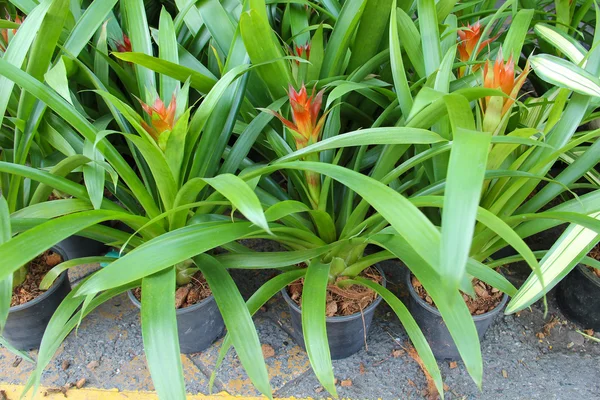 Bromeliad flower pot — Stock Photo, Image