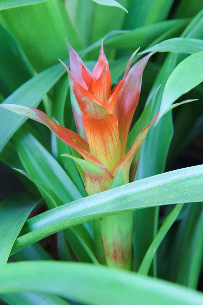 Bromeliad flower — Stock Photo, Image
