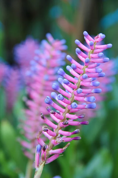 Closeup roze en blauwe bloemen — Stockfoto