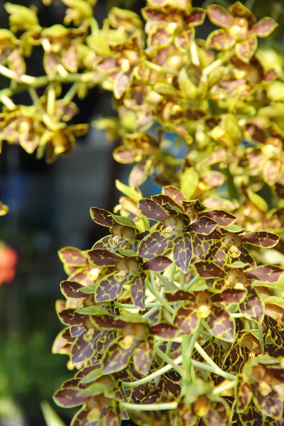 Orchideje v thajštině — Stock fotografie