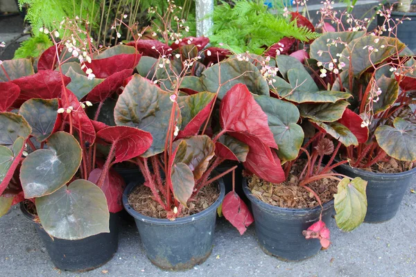 Foliage plant — Stock Photo, Image
