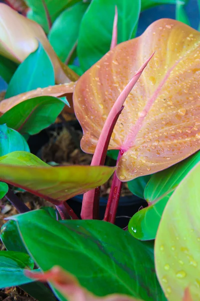 Kolorowe liście — Zdjęcie stockowe