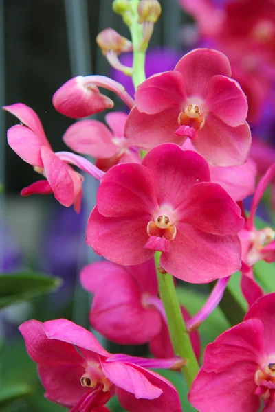 Pink orchids — Stock Photo, Image