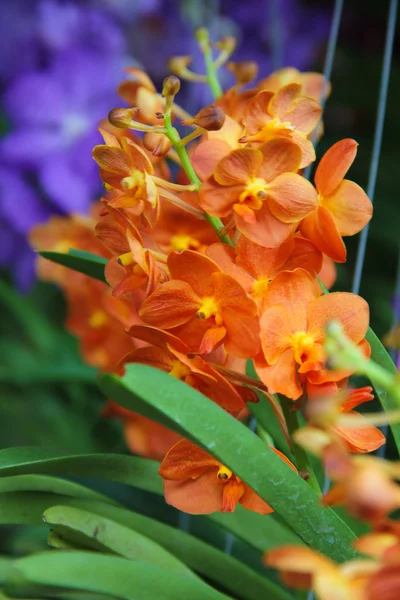 Eine Gruppe orangefarbener Orchideen — Stockfoto