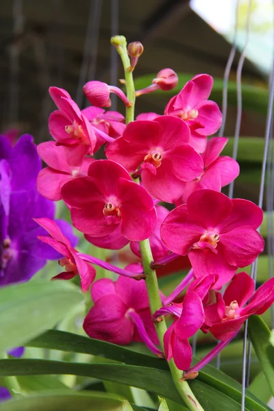 Orchidee rosa — Stockfoto