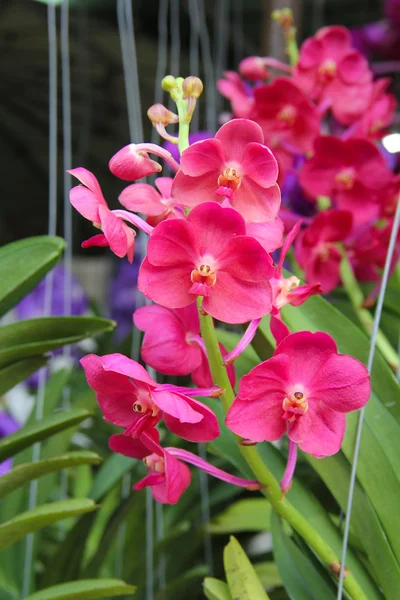 Pink orchid Royaltyfria Stockbilder