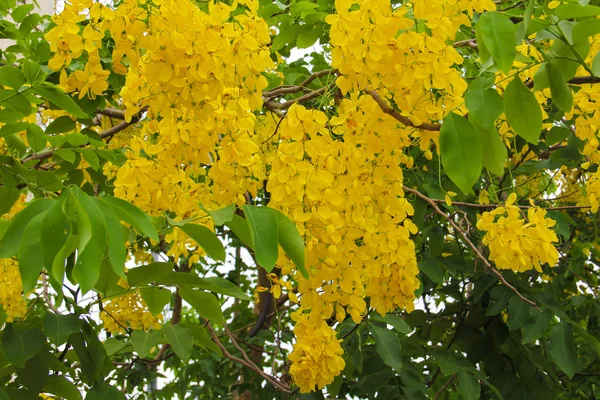 Flores de color amarillo brillante "dok koon" Imagen de archivo