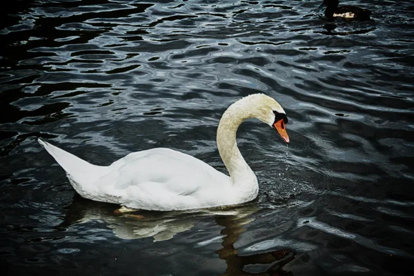 O cisne — Fotografia de Stock