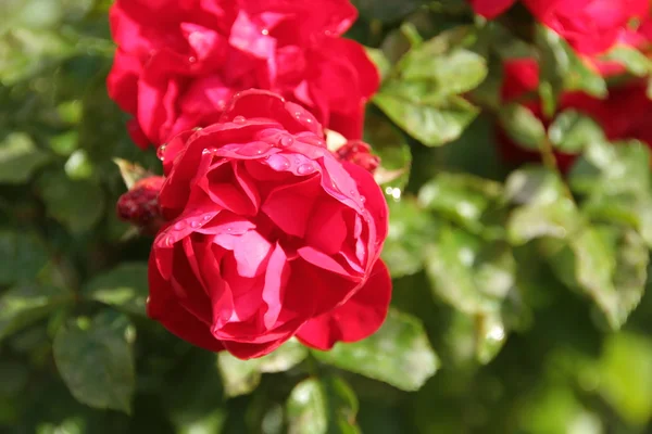 stock image Red roses in the nature