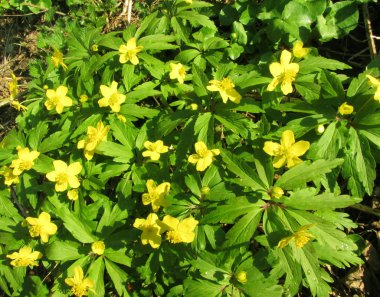 Flowering Ranunculus - buttercups clipart