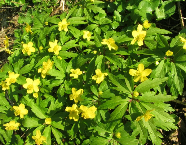Flowering Ranunculus - buttercups — Stock Photo, Image