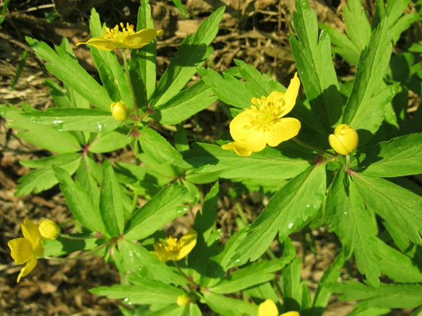 Желтые цветы лютик весной — стоковое фото
