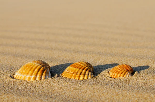 Drei Muscheln im Sand. — Stockfoto