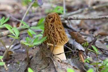 Morel mushroom clipart