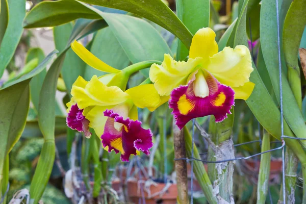 Orchideje Cattleya. — Stock fotografie