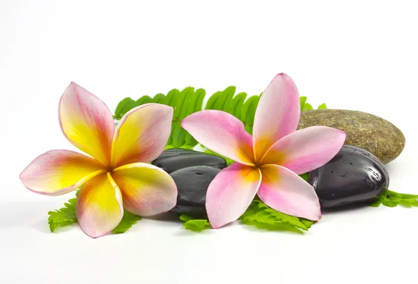 Pietre termali e fiori Frangipani — Foto Stock