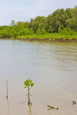 Mangrove Ormanı